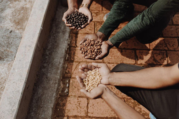 Coffee Processing Methods - Washed, Natural & Honey Sun Dried