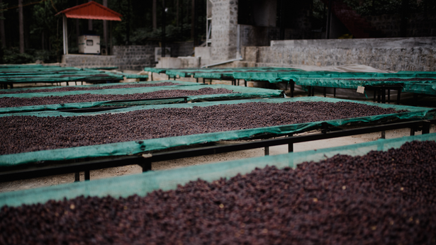 Where Is Coffee Grown In India?