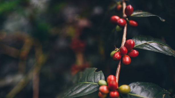 Exploring the World of Specialty Arabica Coffee