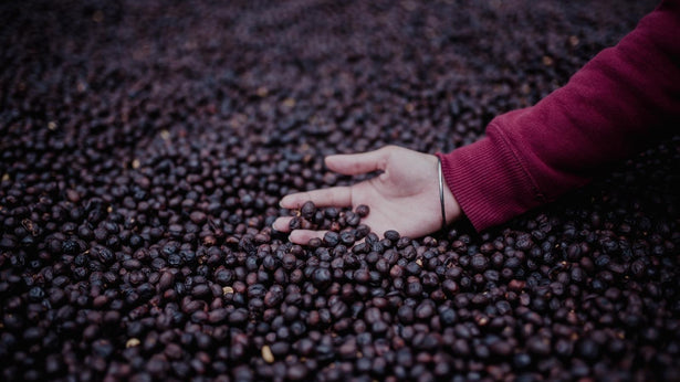 Guide To Buying The Best Coffee Beans