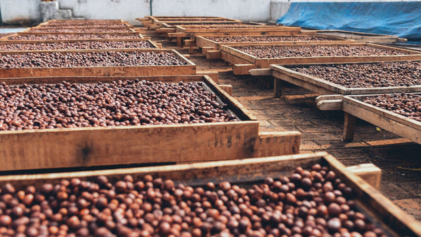 Exploring Dry, Wet And Honey: The Various Coffee Processing Methods