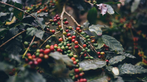 What You Need To Know About Green Coffee Beans And Their Effects On Health