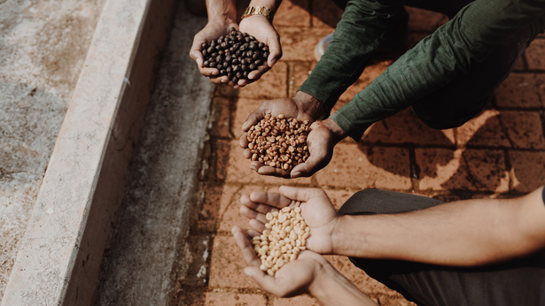 All About Indian Coffee Beans